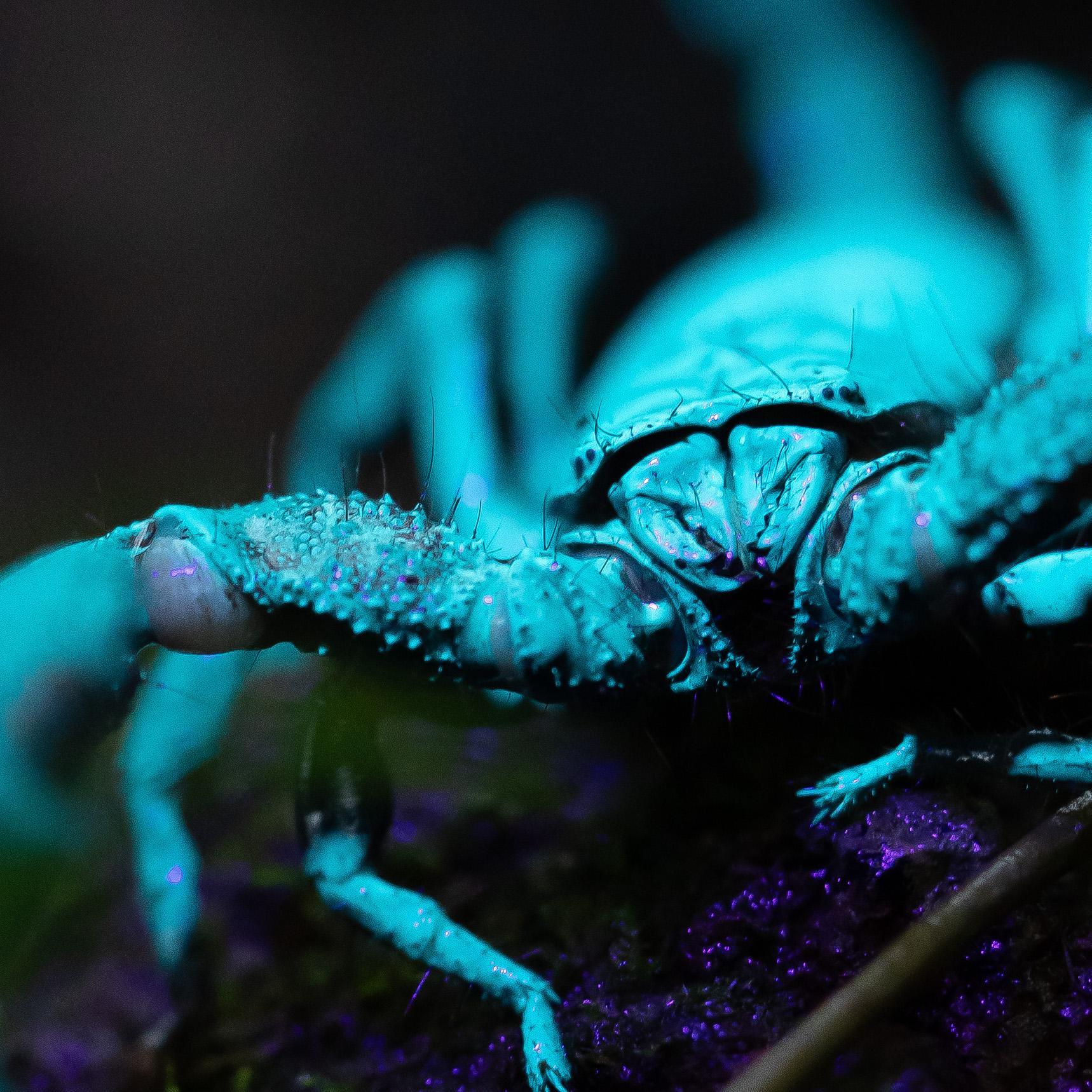 AMBOLI MACRO TOUR
